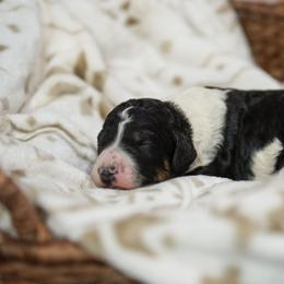 Violet - Tri-color female Bernedoodle puppy in Delta, Pennsylvania from KEE Bernedoodles