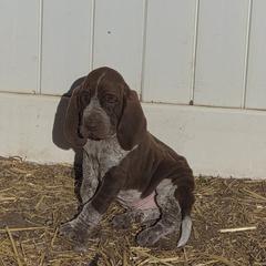 Bracco Italiano and Chihuahua Puppies from Snow Peak Kennel