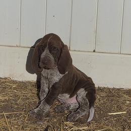 Bracco Italiano and Chihuahua Puppies from Snow Peak Kennel