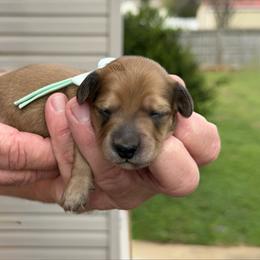 Harmony (balance, peace) - Cream female Dachshund puppy in Murfreesboro, Tennessee from Kimbrie's Dream Cream Doxies