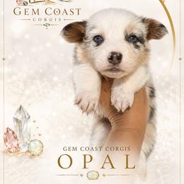 Opal - Blue merle and white female American Corgi puppy in Mariposa, California from Gem Coast Corgis