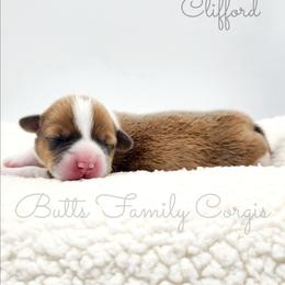 Clifford - Sable and white male American Corgi puppy in Cameron, North Carolina from Butts Family Corgis