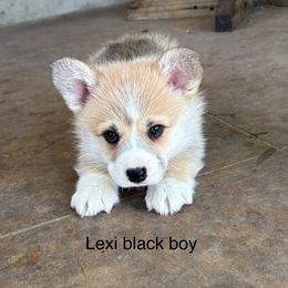 Lexi Black Boy - Red male Pembroke Welsh Corgi puppy in Fredericksburg, Texas from Hill Country Corgis