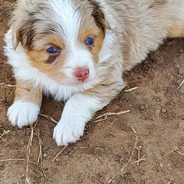 Miniature Australian Shepherd and Toy Australian Shepherd Puppies from Schwandt Toy Mini Aussies