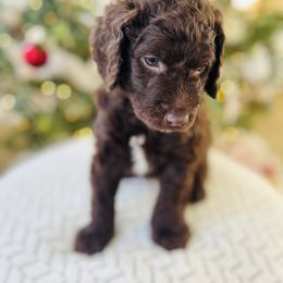 Goldendoodle Puppies from Daisy Mae Doodles