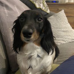 Chloe - Dachshund