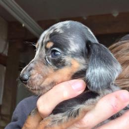 Black and tan dapple smooth girl - Dapple female Dachshund puppy in Caldwell, Idaho from Dozendachs