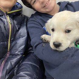 Golden Retriever Puppies from Snow Walker Goldens