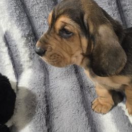 Cookie - Black red and white female Basset Hound puppy in Moore, Oklahoma from Boomer Basset Hound Babies