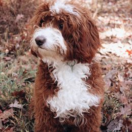 Corbett - Goldendoodle