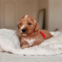 Taos, Girl - Red  female Goldendoodle puppy in Maricopa, Arizona from Desert Ridge Doodles