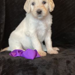 Bernedoodle and Goldendoodle Puppies from White Oak