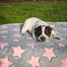 Green - Red speckled male Australian Cattle Dog puppy in Spokane, Washington from 4D Cattle Dogs