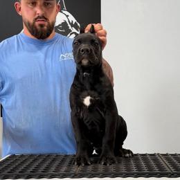 Female 1 - Black female Cane Corso puppy in Cashion, Oklahoma from APEXOK Cane Corsos LLC