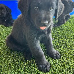 Assorted Doodle Crosses Puppies from Golden Mountain Doodles