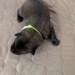Boy 2 - Mahogany male Belgian Malinois puppy in Paynes Corner, Virginia from Von-Zito Belgian Malinois