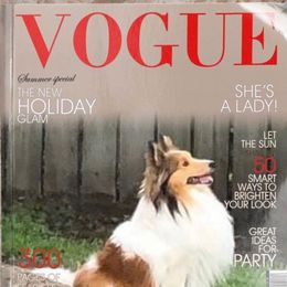 Shetland Sheepdog All Grown Up from Fox Point Farm Toy Shelties