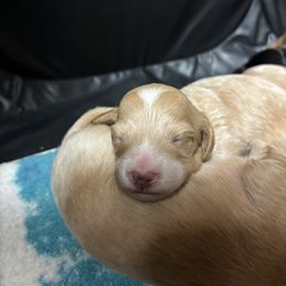 Dachshund Puppies from Remarkable Doxies