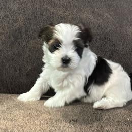 Virginia - Black and white female Havanese puppy in Double Oak, Texas from Have A Havanese Puppy