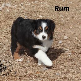 Rum - Black tri male Miniature Australian Shepherd puppy in Garden Plain, Kansas from Krazy K Aussies