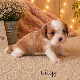 Lilly - Blenheim female Cavalier King Charles Spaniel puppy in Howardsville, Virginia from Spectacular Aussies and Cavaliers