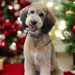 Bernedoodle, Goldendoodle, and Labradoodle All Grown Up from Only Doodles!