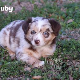 Ruby - Red merle female Miniature Australian Shepherd puppy in Garden Plain, Kansas from Krazy K Aussies