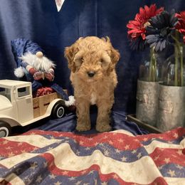 Java- Ozzie - Red and white male Cockapoo puppy in Morgan Hill, California from Martin's Cockapoos