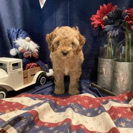 Java- Ozzie - Red and white male Cockapoo puppy in Morgan Hill, California from Martin's Cockapoos