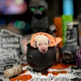 Poodle puppies from Sommer Standards & Chinese Cresteds