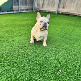 Snow - French Bulldog