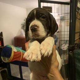 Girl 4 - female German Shorthaired Pointer puppy in Richmond, Texas from Southern Star GSP/Stern des Südens