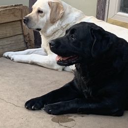 Labrador Retriever All Grown Up from Denise Hamel
