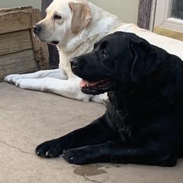 Labrador Retriever All Grown Up from Denise Hamel
