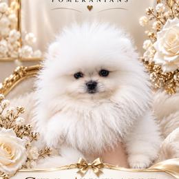 Aria - White female Pomeranian puppy in Burbank, California from Haus of Pomeranians