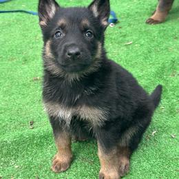Betty - Black and tan female German Shepherd puppy in Winters, California from Vom Haefner German Shepherds