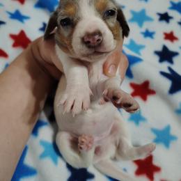Daisy - Dapple female Dachshund puppy in Hudson, Michigan from Mittentail Kennel Miniature Dachshunds & Australian Shepherds