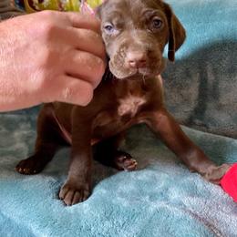 Pink collar Girl - Liver female German Shorthaired Pointer puppy in Aberdeen, Idaho from Idaho GSP