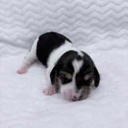 Pocket Beagle Male 2 - Black white and tan male Beagle puppy in Gentry, Arkansas from HC Puppy Ranch