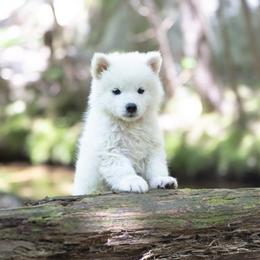 Pomsky Puppies from New World Pomskies