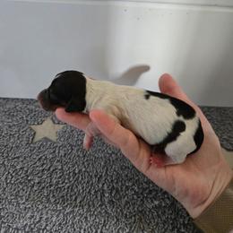 Saturn - Piebald female Dachshund puppy in Flora, Indiana from Delightful Doxies