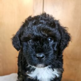 California - Black and white female Assorted Doodle Crosses puppy in Rainier, Oregon from Seven Petals Farm