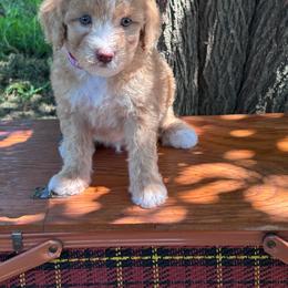 Teddy - Yellow and white male Bernedoodle puppy in Rising Sun, Indiana from Ruby Lane Doodles
