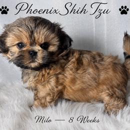 Milo is a Sweet Little Guy - Gold male Shih Tzu puppy in Hayden, Idaho from Phoenix Shih Tzu