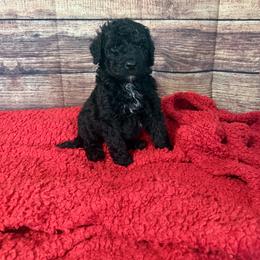 Waffles - Black male Sheepadoodle puppy in Warsaw, Virginia from Mojave Premier Kennels