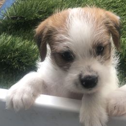 Russell Terrier Puppies from Awesome Pups
