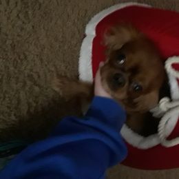 Jake - Cavalier King Charles Spaniel