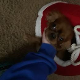 Jake - Cavalier King Charles Spaniel
