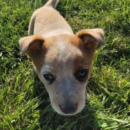 Titan - Red speckled male Australian Cattle Dog puppy in Monett, Missouri from Rain Tree Ranch Australian Cattle Dogs
