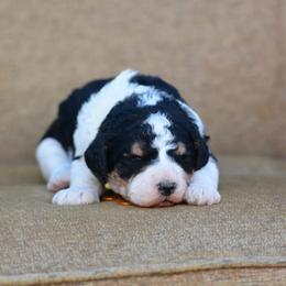 Yellow collar female - Tri-color female Bernedoodle puppy in Scottsboro, Alabama from Dixie Land Doodles
